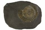 Dactylioceras Ammonite Fossil - Posidonia Shale, Germany #100269-1